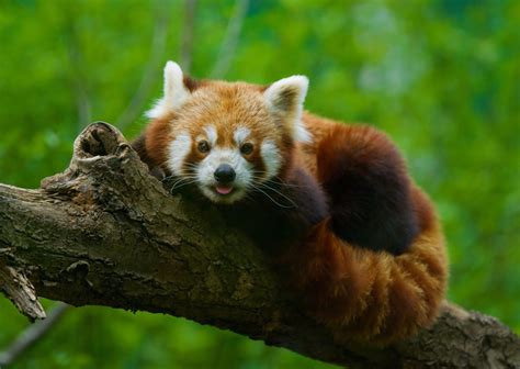 The Endangered Red Panda What Makes Them So Special Survivableworld