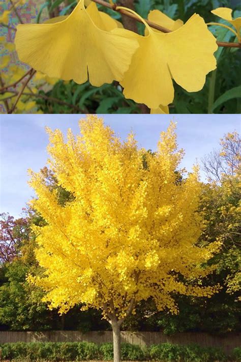 An earlier version of this article misstated that ginkgo trees bear fruit. Buy Ginkgo Tree For Sale Online From Wilson Bros Gardens