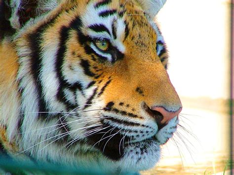 Eye Of The Tiger Free Photo Download Freeimages