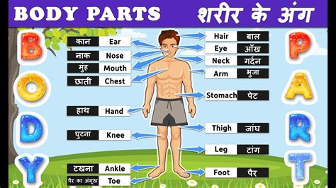 Body Parts Images With Names In Hindi The Meta Pictures