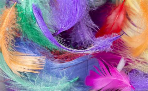 Colourful Feathers Stock Photo Image Of Flying Bright 20557704