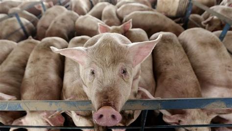 Farmers Push Back Against Animal Welfare Laws The Pew