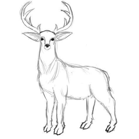 Deer Sketch By Ilartist On Deviantart