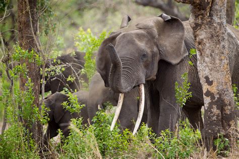 Africas Protected Areas Missing 75 Percent Of Their Savanna Elephants