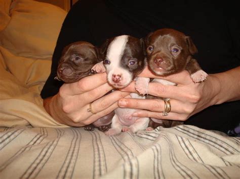 Males Soo Adorable For Sale Adoption From Las Vegas Nevada Clark