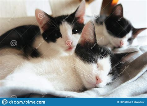 Three Cute Little Kittens Sleeping Stock Image Image Of