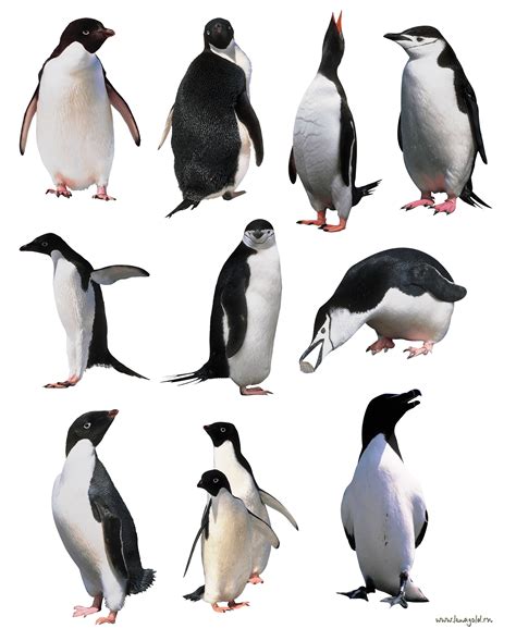 Swimming is what penguins do best. Download Penguins Png Image HQ PNG Image | FreePNGImg