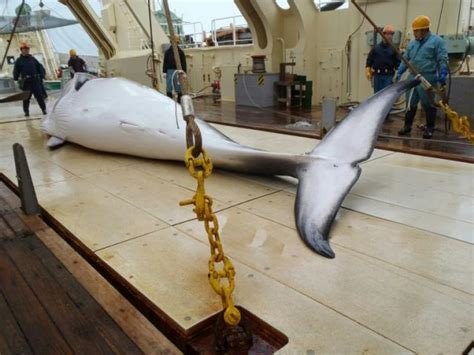 Japan Fleet Kills 333 Whales In Antarctic Hunt