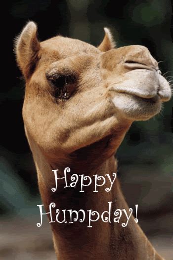 To us europeans, it might sound bonkers but camel's milk is no new kid on the dairy block. Animated Happy Hump Day Camel Wednesday Quote Pictures ...