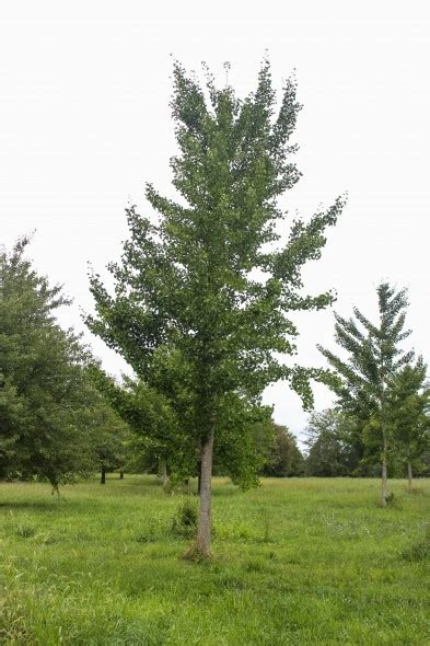 'princeton sentry' is a male type that is. Ginkgo biloba princeton sentry