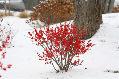 Berry Poppins Winterberry Holly Traditional Landscape Chicago