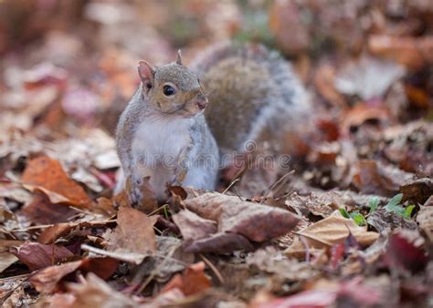 Squirrel And The Autumn Leaves Stock Image Image Of Wood Autumn
