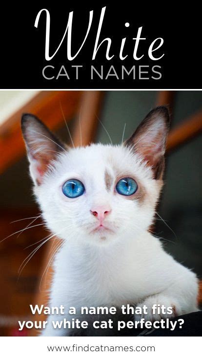 As you browse through this list of cat names female white, notice if one idea leads to another. White Cat Names - 75+ Awesome Names for Your White Cat ...