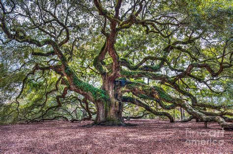 Southern Angel Oak Tree Photograph By Dale Powell Fine Art America