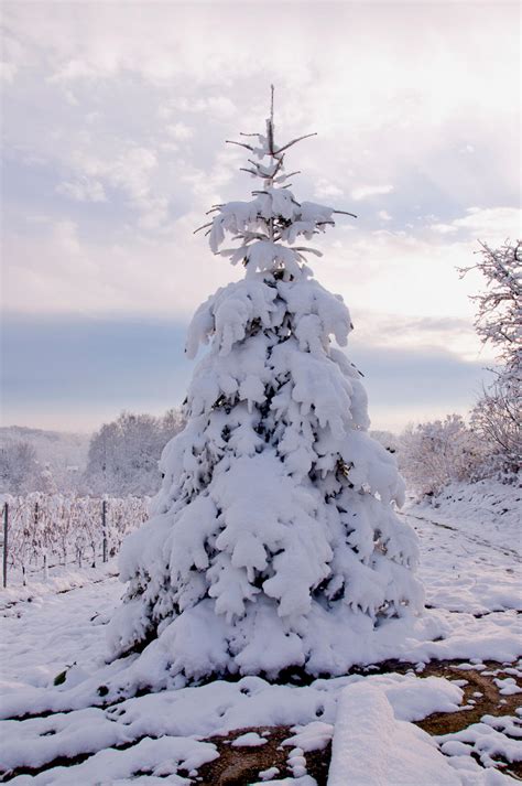 Snow Covered Christmas Tree By Marlene Stock On Deviantart