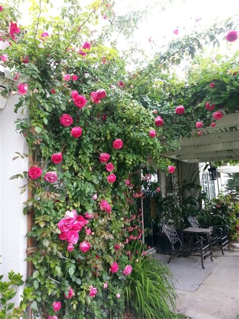 Eden Rose Backyard Inspo Outside Living Climbing Roses Climbers