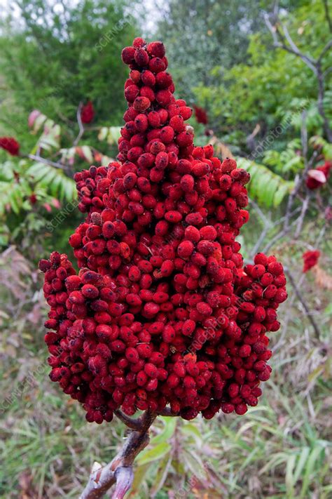Smooth Sumac Berries Stock Image F0313411 Science Photo Library