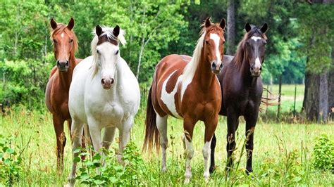 White And Brown Horses With Background Of Green Trees Hd Horse