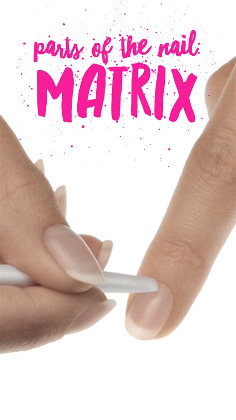 It's important to know that damage to the base of the. Nail Fact - Parts of the nail - Matrix is the only living ...