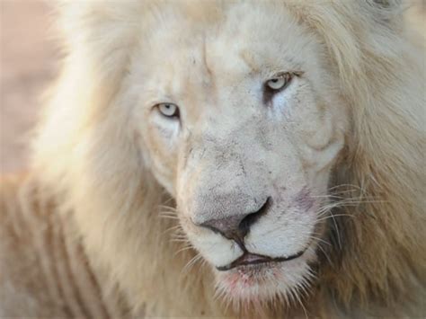One Womans Journey To Save The White Lions Cbs News