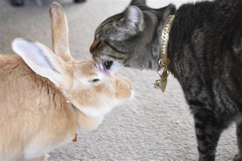 Search, discover and share your favorite cat and bunny gifs. Rescue Cat Can't Stop Grooming And Cuddling Her Rabbit