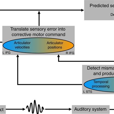 Revised Auditory Feedback Control Loop Of The Diva Model The Specified
