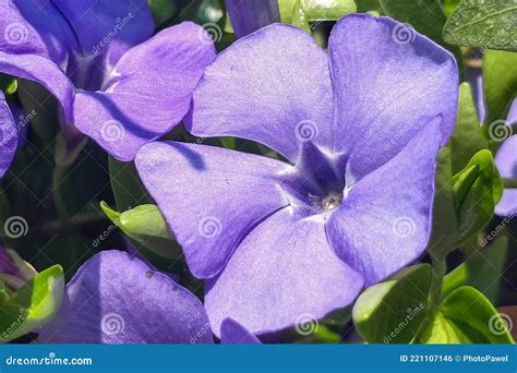 Purple Vinca Minor Periwinkle Flowers In Outdoor Garden Purple Blue