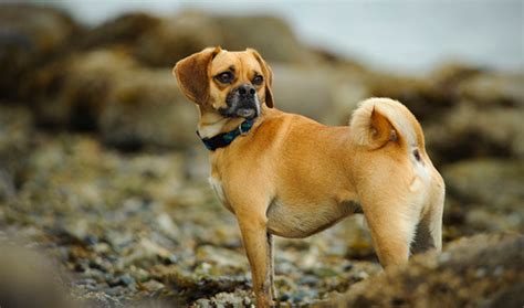 Puggle Dog Breed Information