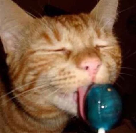 50+ pop cat png meme pictures. Lollipop cat in 2020 | Cat care, Cats, Cat memes