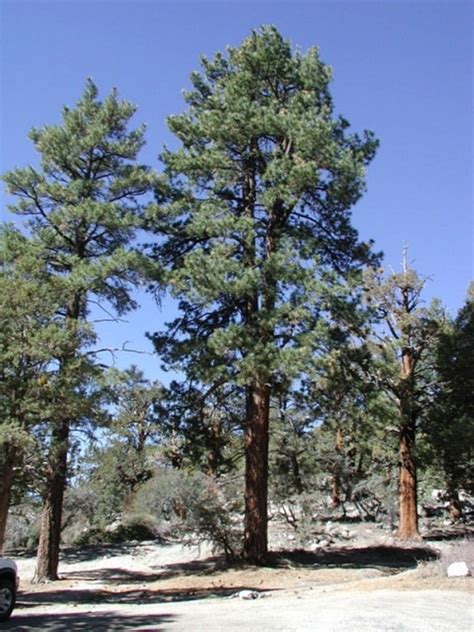 Pinus Ponderosa Pine Colorado Native Trees 3 6