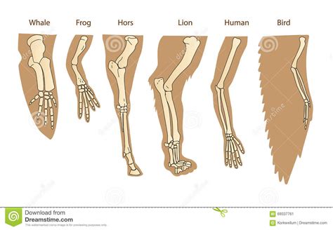 Structure Forelimb Of Mammals Human Arm Lion Forelimb Whale Front