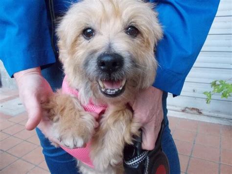 Il 1862 è invece l'anno in cui il cane maltese, in gran bretagna, ha partecipato alla prima esposizione. Cucciolo in regalo e adozione » BARBONCINO, MALTESE ...