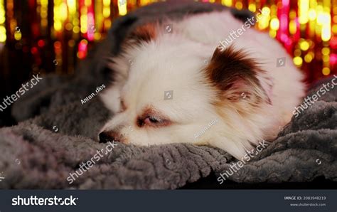 Adorable White Dog Blue Eyes Wrapped Stock Photo 2083948219 Shutterstock