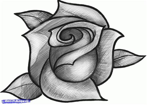 Pencil Sketch Rose Drawing Simple Clickandno4