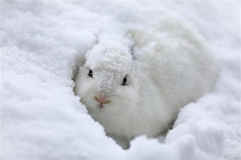White Rabbit In Winter On The Snow Stock Photo Download Image Now