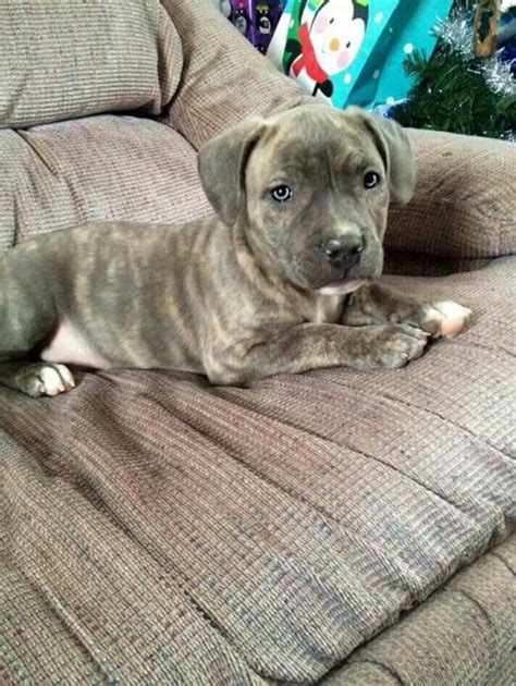 Grey, blue, silver, brindle and often it is combined with blue eyes and a blue nose. my first pittie will be a blue brindle. adorable | Too ...