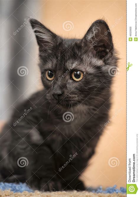 The male cat generally weighs a substantial 14 to 16 pounds, females are a little less at 10 to 12 pounds. York Chocolate Cat stock photo. Image of kitty, animal ...