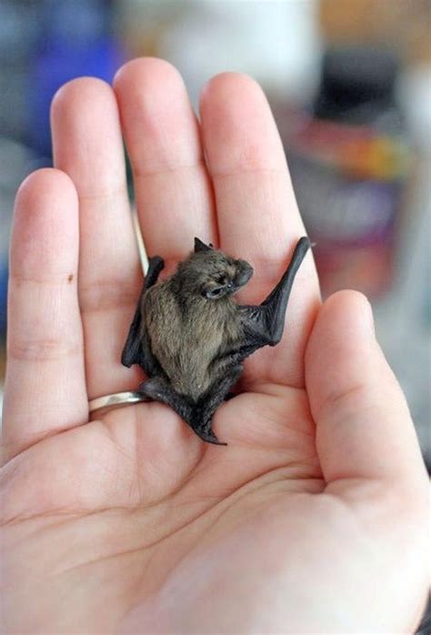 Pin By Amy Arlotta On Bats In My Belfry Cute Animals Cute Baby