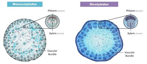Sieve tubes consist of bulging and porous septa. Phloem Structure | BioNinja