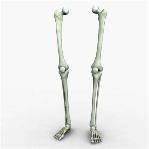 Human Skeleton Legs 3d Model By Dcbittorf