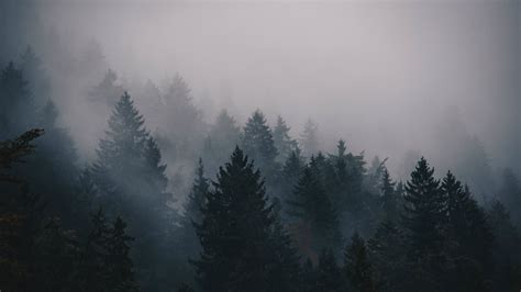 Fog Forest Desktop Wallpaper