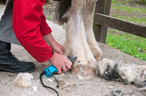6 Tips for Clipping Your Horse