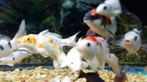 Beautiful Baby Koi Fish Youtube
