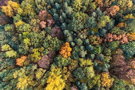 Conifer Forest Aerial Drone Autumn Forest Conifers Luxembourg Top