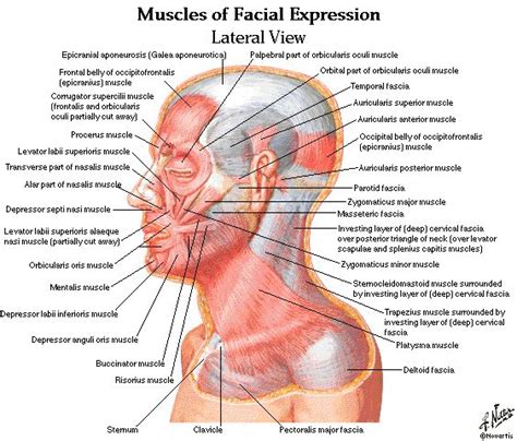 Cosmetic Injections Into Botox Muscles Of The Face