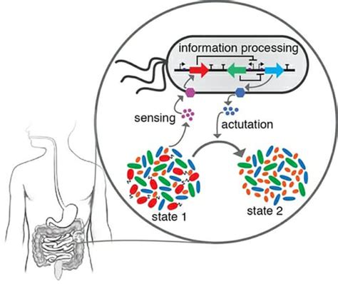 Gut Microbiome Understanding Insight Facilitated By New Platform