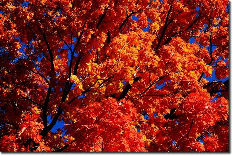 Maple In Fall Mapleton Hill Boulder 53 Edjimy Flickr