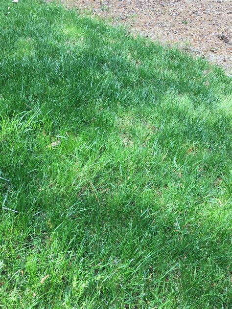 Need Help Identifying Grass Type Lawn Care Forum