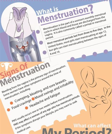 Menstruation The Menstrual Cycle Infographic