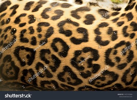 Jaguar Fur Rosette Texture Spots Inside Stock Photo 1472153360
